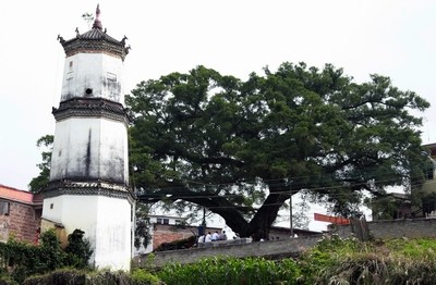 大長沙村內的古樹古塔