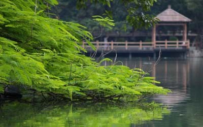 金林水鄉