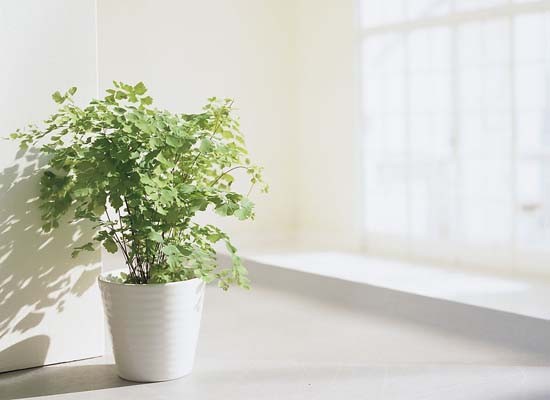 解析葫蘆風水妙用 居家招運好幫手
