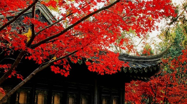 虞山紅楓