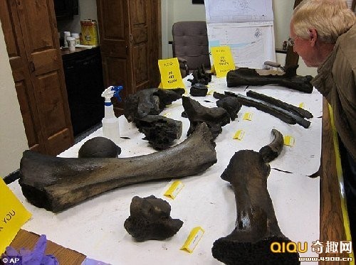 美出土罕見化石堆 完整再現冰河時代生態系統
