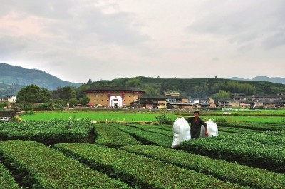 村民挑著采好的茶葉走在茶園中