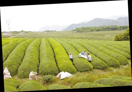 茶山上，茶農在采茶。