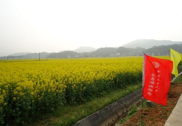 岳陽長壽古鎮田間，萬畝油菜花隨風飄揚、香飄萬裡。 黃剛 攝
