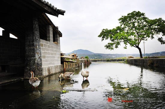 白鵝
