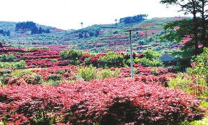 革命老區漫山的紅楓