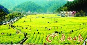聆聽千年古村 感觸今日時尚--花都(組圖)
