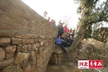 村裡的孩子們常常在千年側柏旁玩耍