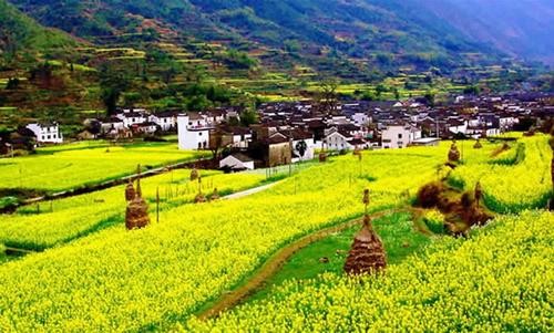  婺源 最愛村頭油菜花