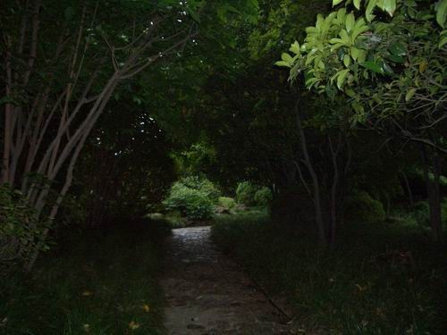 秋霞圃內“無中生有”的“深山密林”