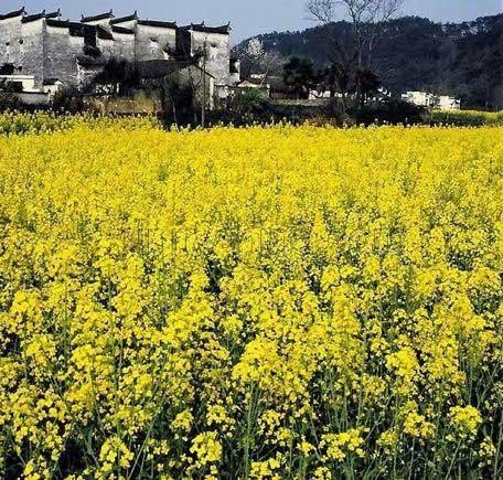最愛村頭油菜花